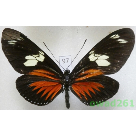 Heliconius doris eratonius Staudinger, 1885 Columbia97